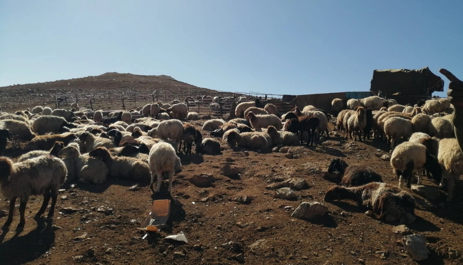 31 يومًا على انتهاء مهلة عودة المواشي المملوكة لغير السعوديين إلى دولهم