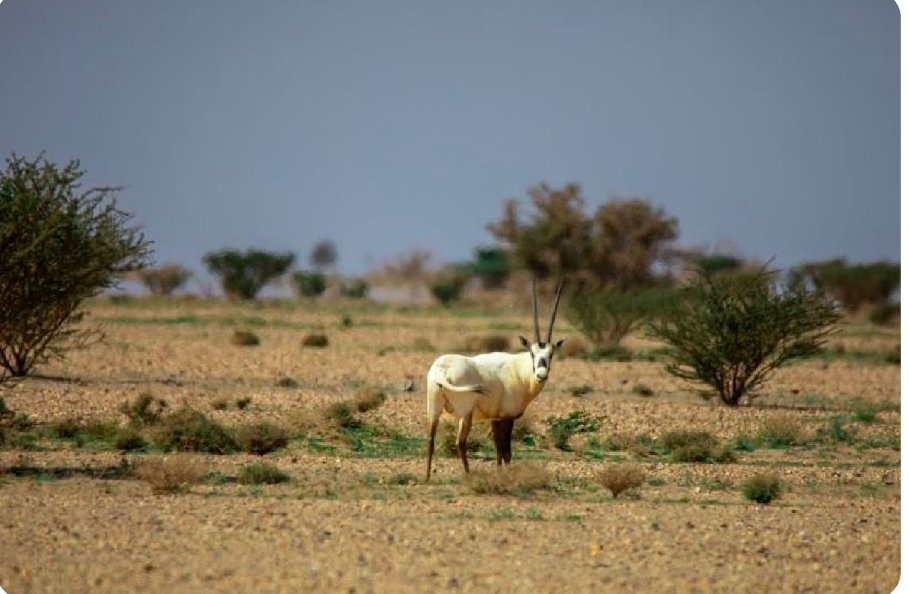 محمية الإمام سعود بن عبدالعزيز 