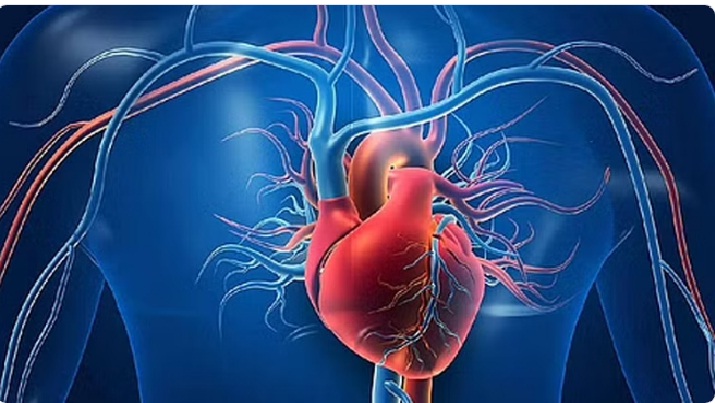 النمر: 7 أسباب تؤدي إلى ارتفاع إنزيمات القلب 