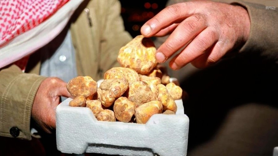 الخضيري: الفقع لا يعد من الأدوية ولا الأغذية الكاملة وغالبيته بروتين وماء