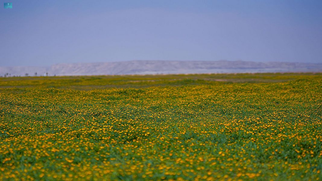 محمية الملك عبد العزيز