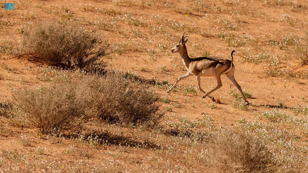 مبادرة توعوية عن أهمية المحافظة على الكائنات والنباتات البرية في الجوف