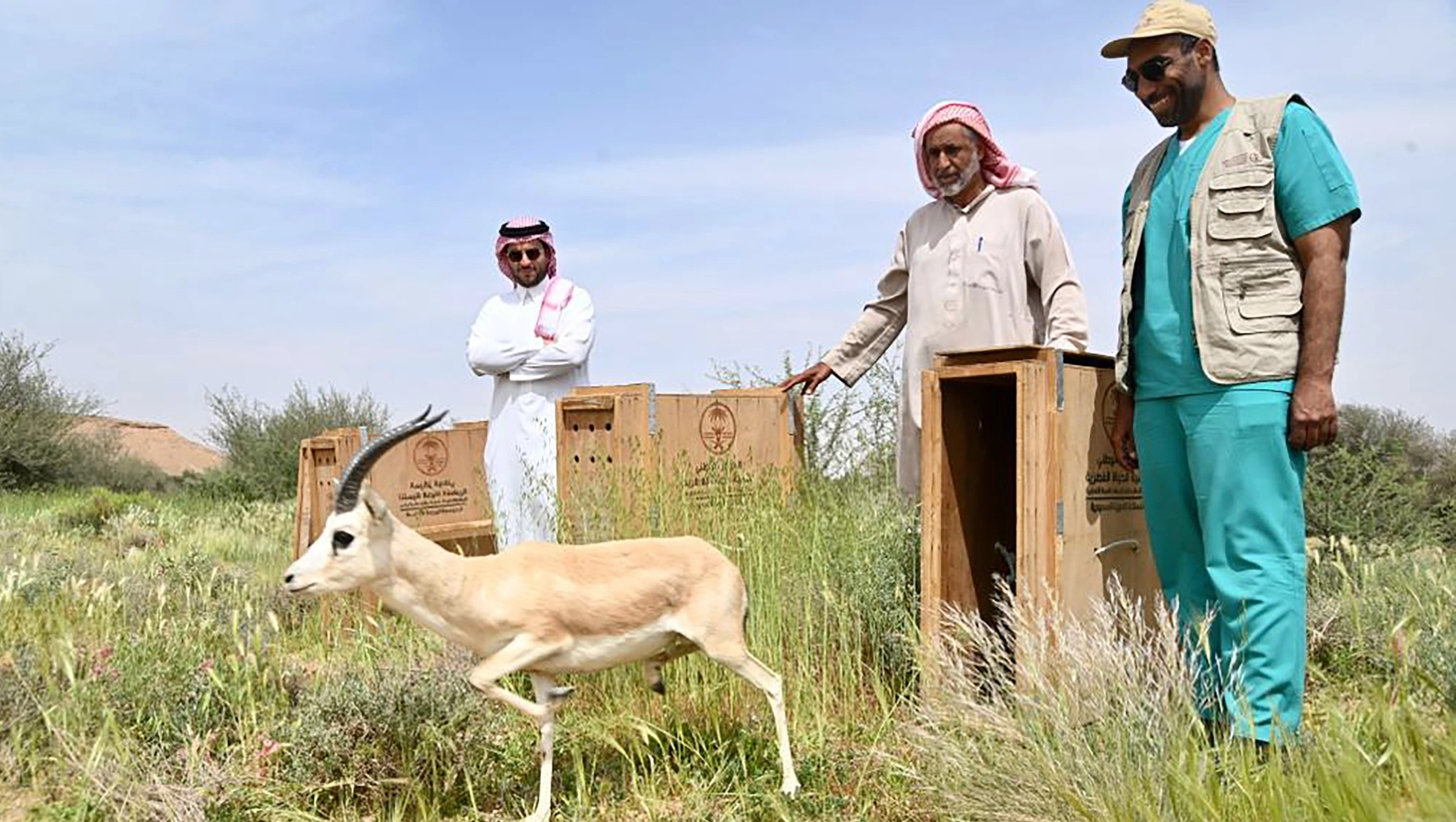 «تنمية الحياة الفطرية⁩» يطلق عددًا من ظباء الريم في متنزه ثادق الوطني (صور)