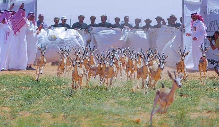 بالصور.. محمية الملك عبدالعزيز الملكية و«الحياة الفطرية» يعيدان 40 كائنًا مهددًا بالانقراض إلى موطنها الطبيعي