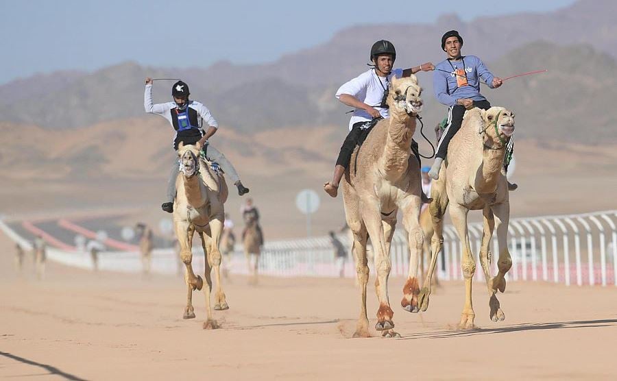 برعاية ولي العهد.. انطلاق منافسات النسخة الأولى من كأس العلا للهجن