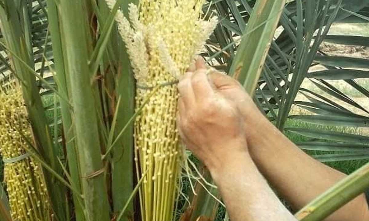 الحصيني: الأحد أول أيام الذراعين ويمتد لـ26 يومًا.. أجواء حارة وسط النهار

