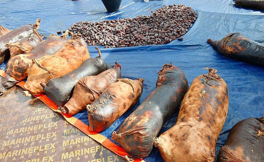 "الشنة ".. إحدى الوسائل القديمة لحفظ التمور عند أهالي العلا