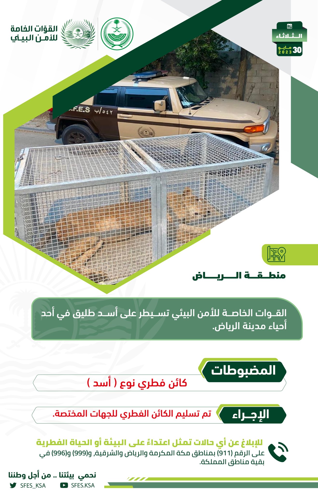 السيطرة على أسد طليق