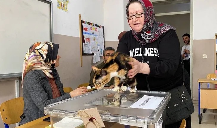 القطة الناخبة تخطف الأنظار في الانتخابات التركية