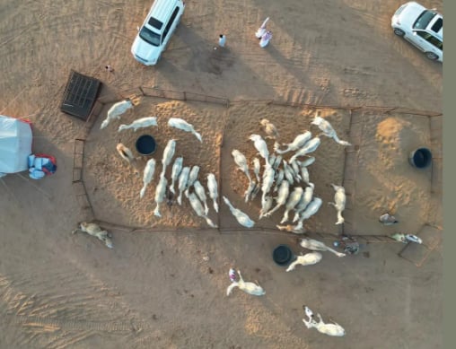 نادي الإبل يطلق اليوم مزاد جادة الإبل بتبوك