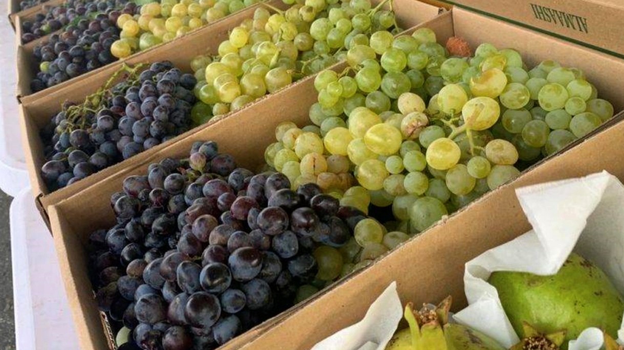  «ثريات الذهب».. إطلاق مهرجان العنب في القصيم الإثنين المقبل