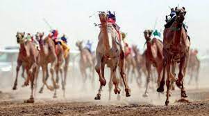  أكثر من 20 ألف مطية في مهرجان ولي العهد للهجن