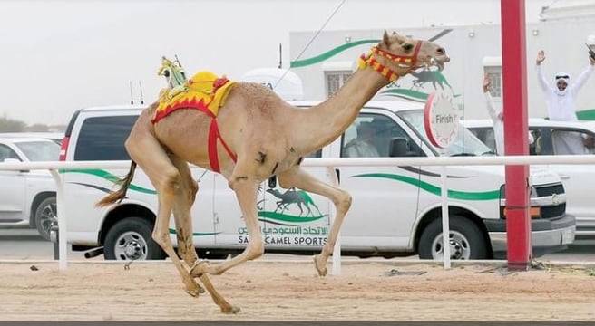 كأس العلا للهجن يعلن  آلية اختيار المشاركين في أشواط سباقات 2024 
