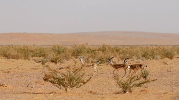 رئيس جميعة أصدقاء البيئة: محمية الإمام فيصل بن تركي ستنقلنا نحو النمو والتوازن البيئي