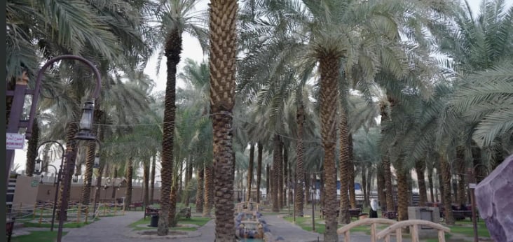 مزارع منطقة المدينة المنورة الريفية