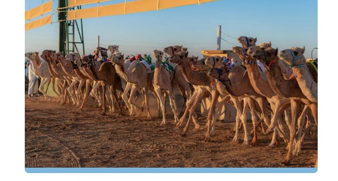 الجمعة المقبل.. ميدان حفر الباطن يستضيف سباق الهجن تزامنًا مع كأس نادي الصقور  