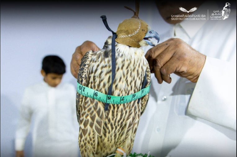 مزاد نادي الصقور السعودي
