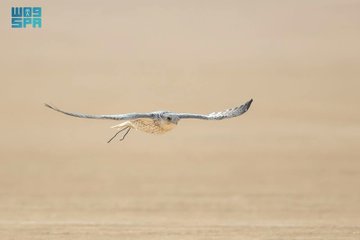  انطلاق منافسات كأس العلا للصقور 
