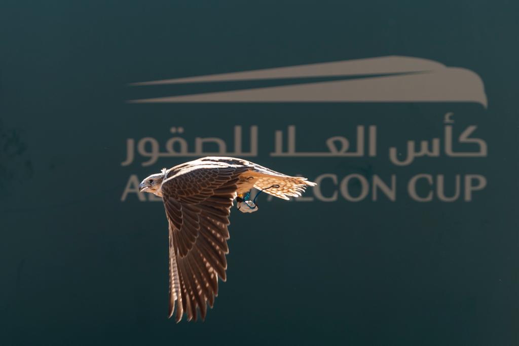 متحدث نادي الصقور: المتسابقون يتنافسون على أكبر جوائز في تاريخ مسابقات الصقور