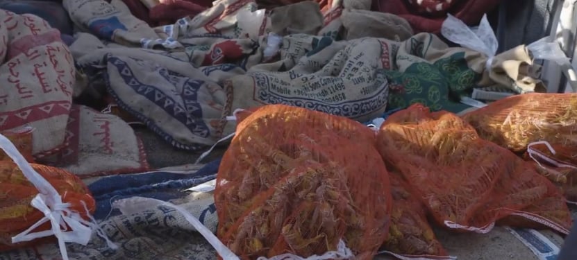 سوق الجراد الموسمي.. تزايد الطلب يرفع المبيعات إلى 10 آلاف ريال يوميا