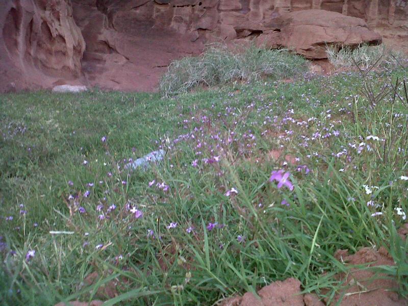 نسيم «البليطيح» يرفع أعداد المتنزهين بمحافظة الوجه