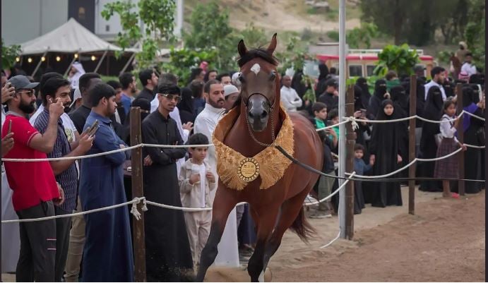 جماليات الخيل العربية الأصيلة تجذب اهتمام زوار حي حراء الثقافي بمكة المكرمة
