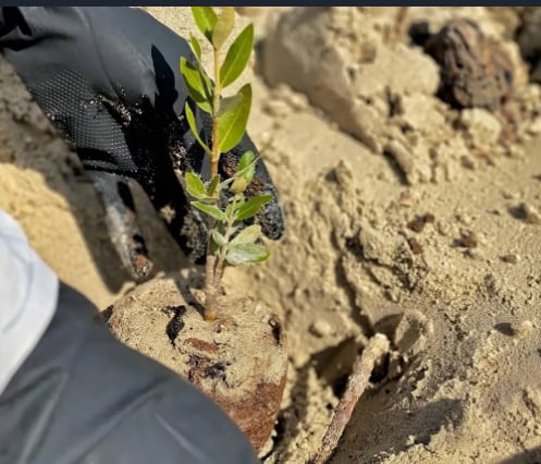 "الغطاء النباتي" يزرع 30 ألف شتلة مانجروف في 3 مناطق