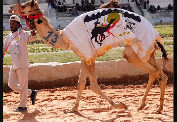 مهرجان خادم الحرمين الشريفين للهجن يعيد آخر بطل في الجنادرية