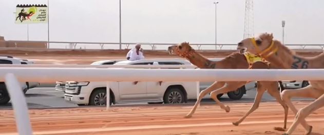 بجوائز تتجاوز 70 مليون ريال.. انطلاق مهرجان خادم الحرمين الشريفين للهجن