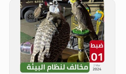 ضبط مخالف لنظام البيئة لاقتنائه وعرضه كائنات فطرية دون ترخيص  بمنطقة مكة المكرمة