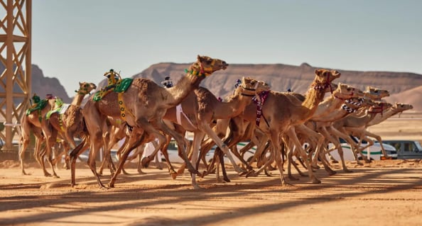 الهيئة الملكية لمحافظة العُلا تعلن إقامة كأس العُلا للهجن 2024