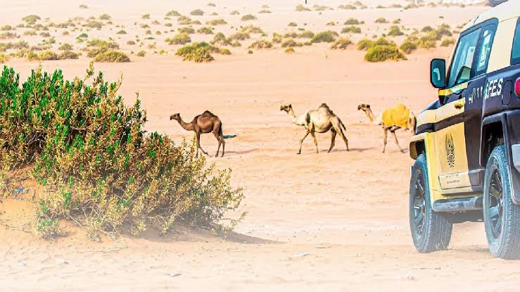 «الأمن البيئي» تضبط مخالفًا لنظام البيئة لارتكابه مخالفة رعي