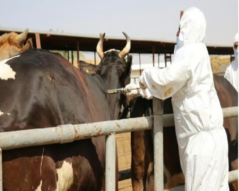 «وقاء» يبدأ تحصين أكثر من مليون رأس ماشية بالمنطقة الشرقية ضمن الحملة الوطنية الأولى ضد  الحمى القلاعية في 2024