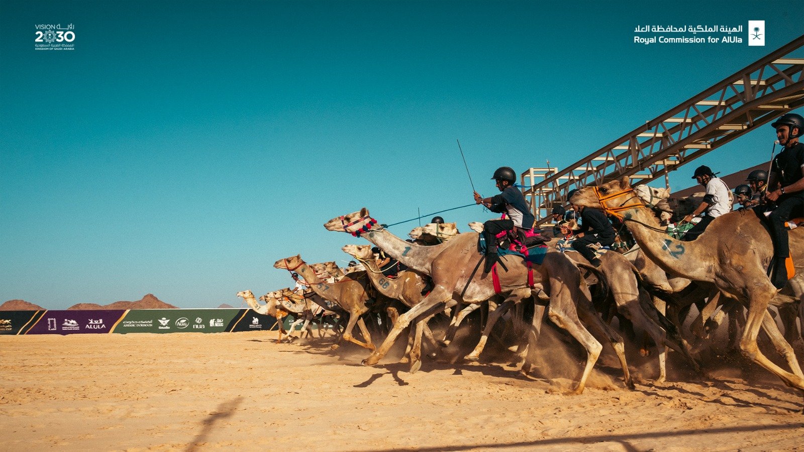 أكثر من 80 مليون ريال جوائز كأس العُلا للهجن