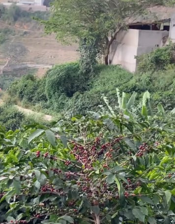 مزارعو جبل منجد بمحافظة هروب يتجهون لزيادة رقعة مزارع البن 
