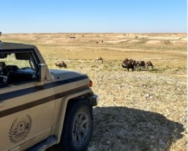 ضبط 3 لارتكابهم مخالفة رعي في محمية الملك عبدالعزيز الملكية بالرياض