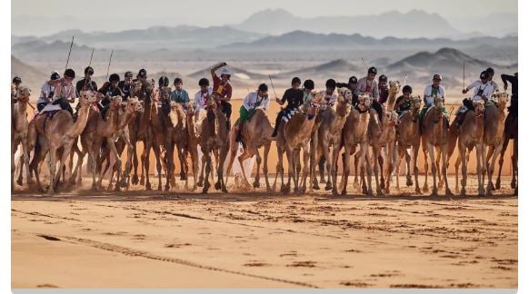 بطولة «كأس العلا للهجن» تعود بنسختها الثانية مستعرضة تُراث المملكة الأصيل