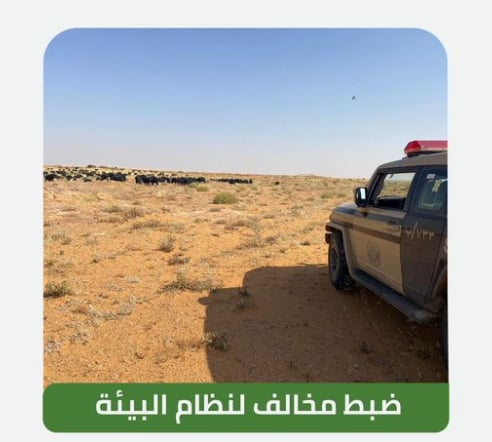 ضبط مخالف لنظام البيئة لارتكابه مخالفة رعي بمحمية الملك سلمان الملكية