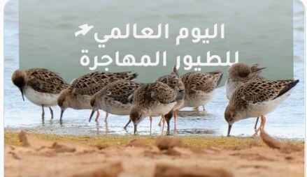 «سلمان الملكية» أولى محطات المملكة في استقبال الطيور المهاجرة من آسيا وأوروبا خلال هجرة الخريف