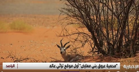 مدير  المناطق المحمية: التنوع في «عروق بني معارض» أهلها للتسجيل في اليونسكو 