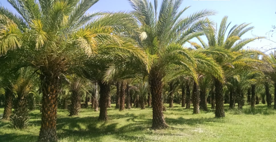 «الإرشاد الزراعي»: تدلية النخيل بالموعد المناسب تضمن تفادي تصلب العراجين