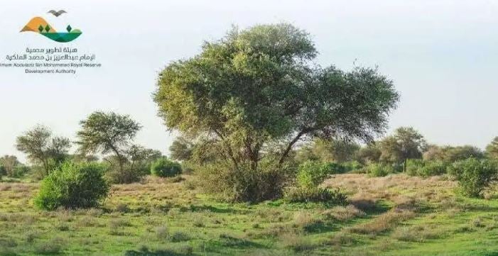 محمية الإمام عبدالعزيز بن محمد الملكية تشدد على منع الرعي دون ترخيص رسمي 