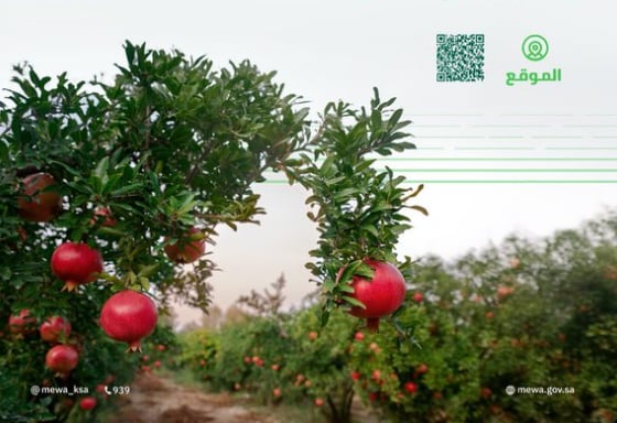 "البيئة" تطرح فرصة استثمارية في منطقة عسير