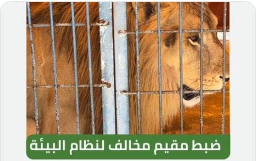 «الأمن البيئي» تضبط مقيمًا مخالفًا لعرضه كائنات فطرية بمنطقة حائل