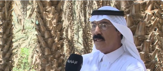 مختص: شرطان لضمان جودة الزيتون