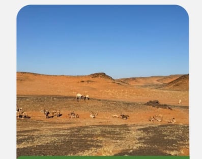 ضبط مقيم مخالف لنظام البيئة لارتكابه مخالفة رعي بمحمية الملك سلمان الملكية