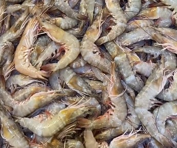 بالفيديو.. وفرة الروبيان بسوق السمك المركزي في القطيف   