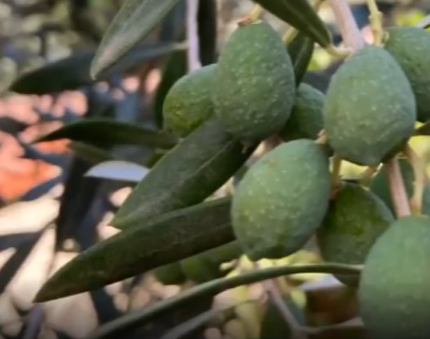 «الإرشاد الزراعي» تنبه بمواعيد ري أشجار الزيتون