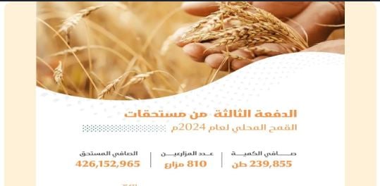 «الأمن الغذائي»: صرف 426 مليون ريال مستحقات الدفعة الثالثة لمزارعي القمح المحلي