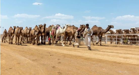 إسدال الستار على مشاركات الفردي والجمل بمهرجان جادة الإبل في الطائف